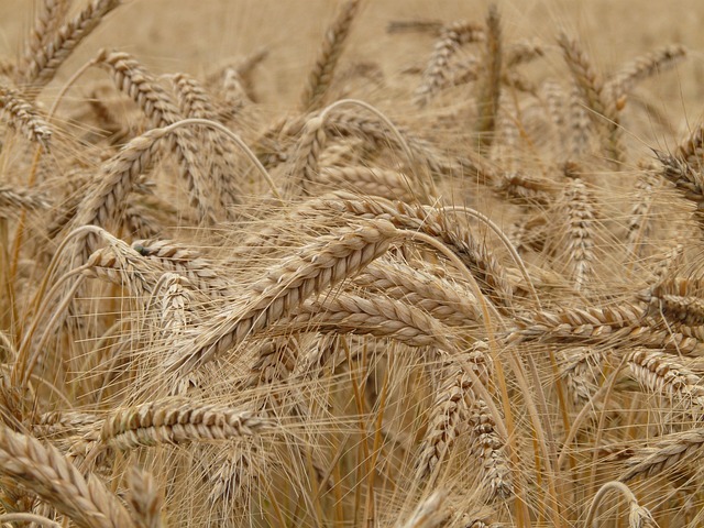 rural