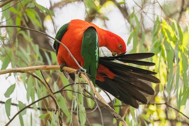 birds